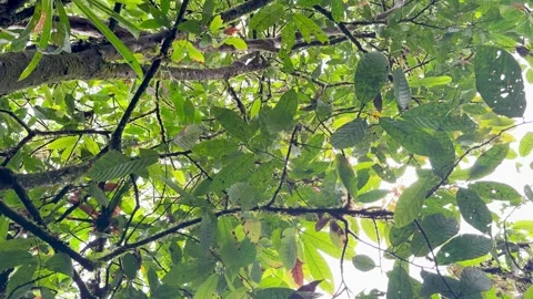 Looking Up Through Layers of Rainforest Leaves and Branches Stock Footage 344100486