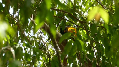 Looking through leaf shadow bird on branch scenery low angle Stock Footage 151044373