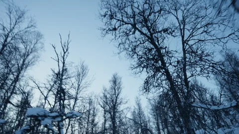 Looking Up Through Leafless Winter Trees Beneath Arctic Sky in Norway Stock Footage 340828413