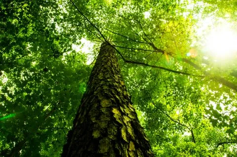 Looking up through leaves Stock Photos