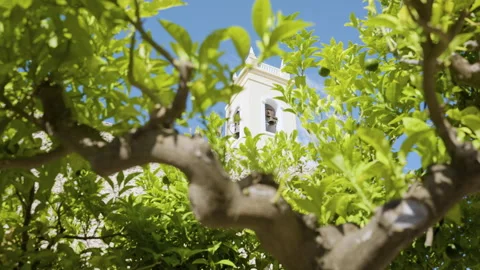Looking Through Lime Tree Upwards View Of Church Bell Tower In Summer Stock Footage 254860274