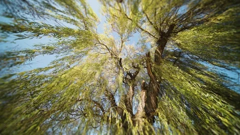 Looking up through the long slender branches of the tall weeping willow Stock-Footage 246672633