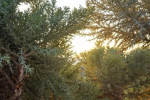 Looking through the low trees and bushes - Euphorbia stenoclada plant, brig.. Stock Photos