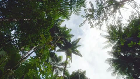 Looking Up Through Lush Canopy at Hawaii Tropical Botanical Garden Stock Footage 317130621
