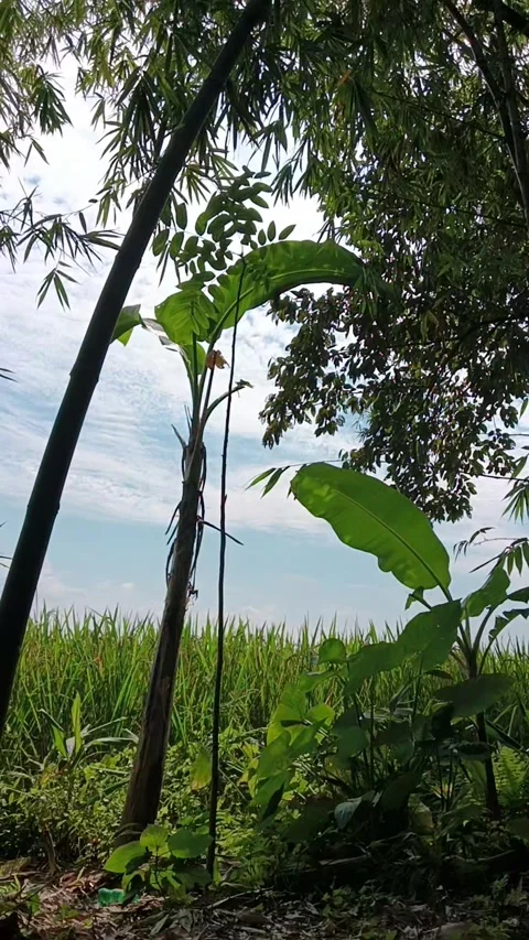 Looking up through lush green bamboo and tropical leaves towards the sky Stock Footage 319926091