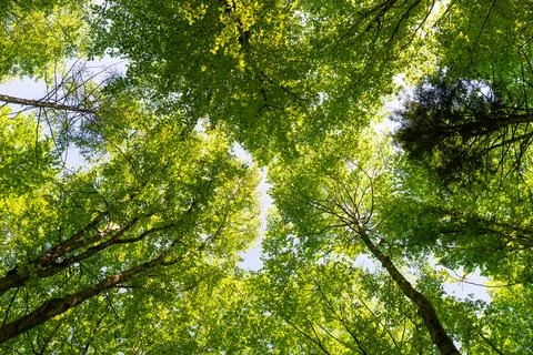Looking up through lush green beech forest canopy toward bright sky, low an.. Stock Photos