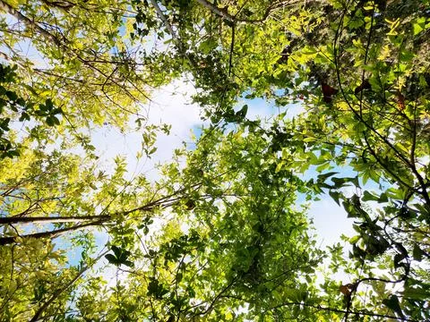 Looking Up Through Lush Green Canopy, Sunlight Streaming Through Stock Photos