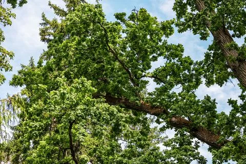 Looking up through lush green oak tree branches towards a bright blue sky Stock Photos