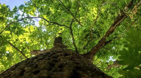 Looking up through lush green oak tree canopy towards a bright blue sky Stock Photos