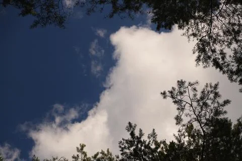 Looking Up Through Lush Green Pine Tree Canopy at Bright Blue Sky with Fluf.. Stock Photos