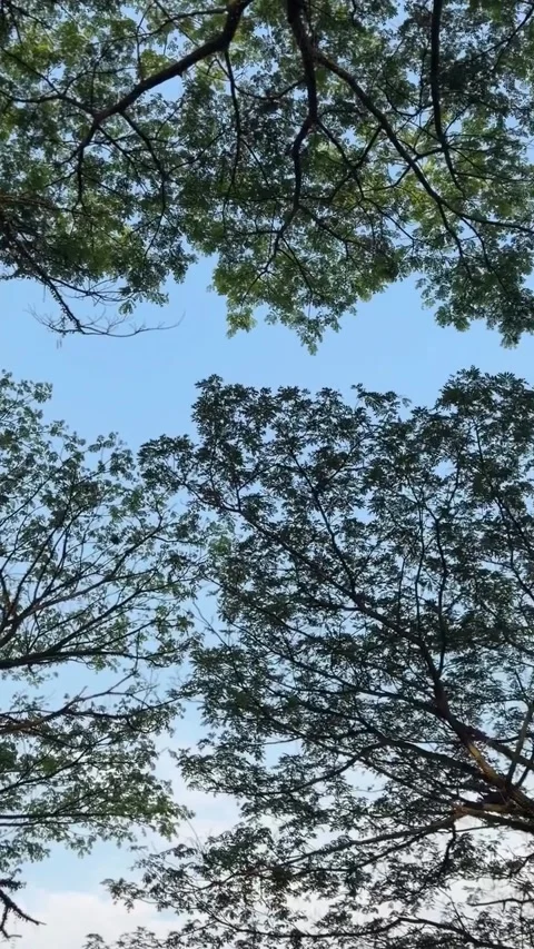 Looking Up Through Lush Green Tree Branches to Blue Sky Stock-Footage 339881853