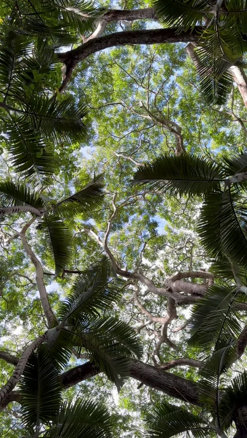 Looking Up Through a Lush Tropical Forest Canopy to the Bright Blue Sky Stock Footage 314940248