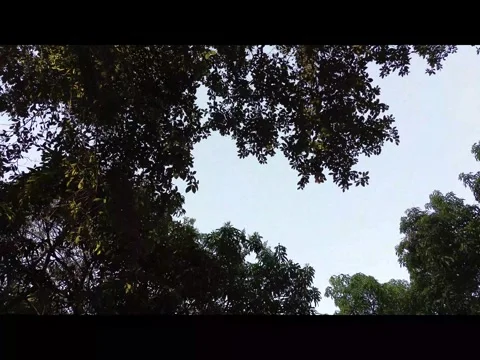 Looking Up Through Mango Tree Branches, Aerial Drone Shot Stock Footage 341830421