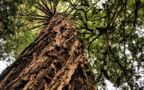 Looking up through a massive Redwood tree canopy against a bright sky Stock Photos