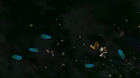 Looking through a microscope at the Paramecium bacterium at Research Laboratory Stock Footage 154741176