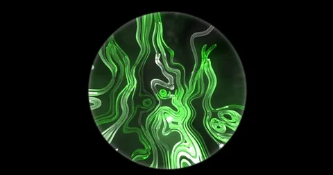 Looking through a microscope at Tapeworms Stock Footage 83187964