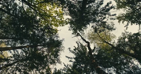 Looking up through mixed forest canopy with tall trees against cloudy sky Stock Footage 340997716