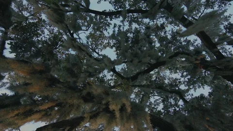 Looking up through the moss 库存影片 70711835