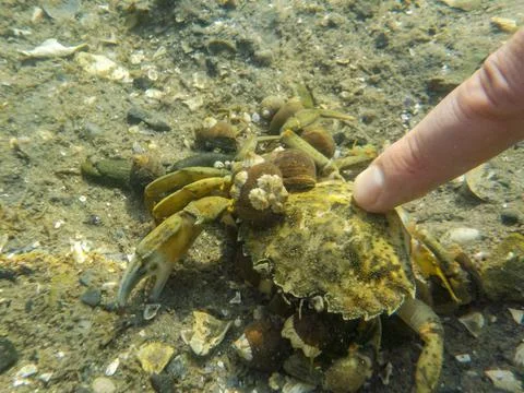 Looking through murky ocean water to a invasive species green crab with snails Stock Photos