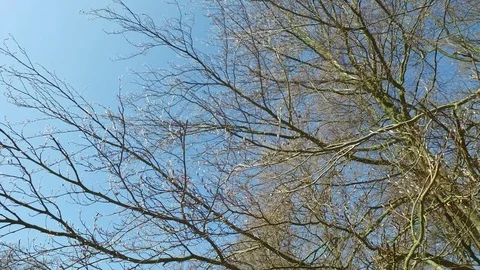 Looking up through naked branches on a clear blue april sky Stock Footage