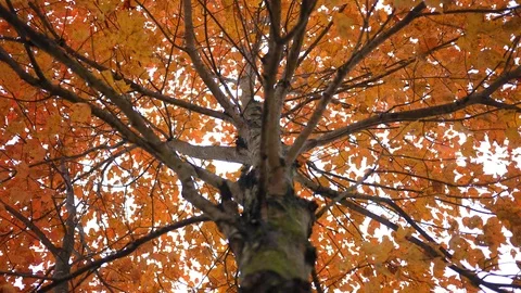 Looking up through an orange canopy of autumn leaves Stock Footage 97766024