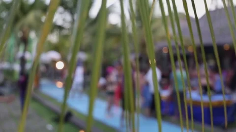 Looking through a palm. Stock Footage 70516474