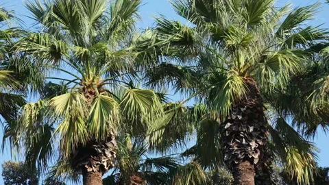 Looking up through palm tree leaves, blue sky background Stock Footage 312015582