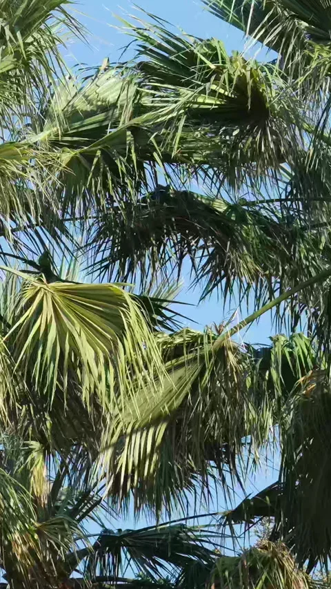 Looking up through palm tree leaves, blue sky background Stock Footage 316094717