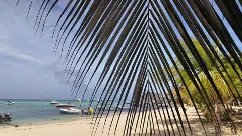 Looking through palm tree leaves at a tropical Caribbean sea beach Stock Footage 346739166