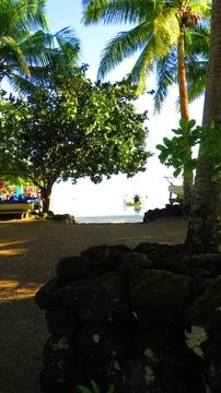 Looking up through palm trees toward shoreline in Samoa Fotos de archivo