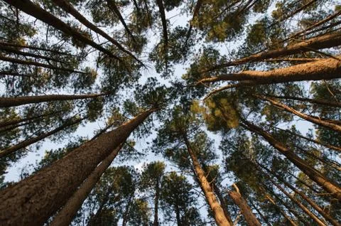 Looking up through pine forest Stock Photos