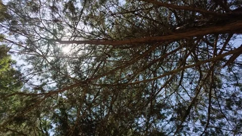 Looking up through pine tree branches, sunlight shines through Stock Footage 341769894