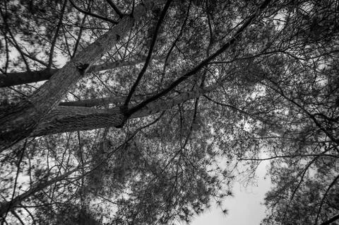 Looking Up Through Pine Tree Branches Against Sky Stock Photos