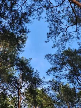 Looking Up Through Pine Tree Tops Into the Sky Stock Photos