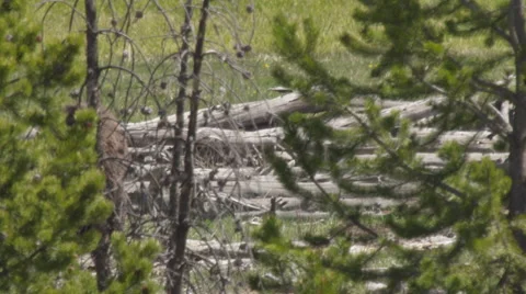 Looking through pine trees at feeding grizzly bear Video stock 62758391