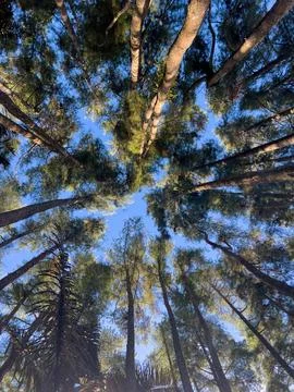 Looking Up Through Pine Trees Stock Photos