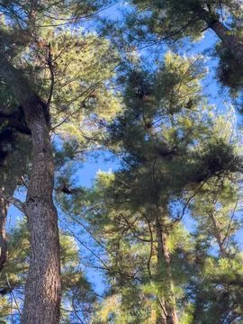Looking Up Through Pine Trees Fotos de archivo