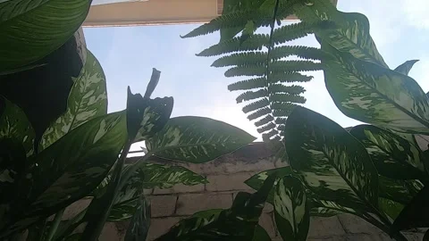 Looking through the plants to the sky. Video stock 335900197
