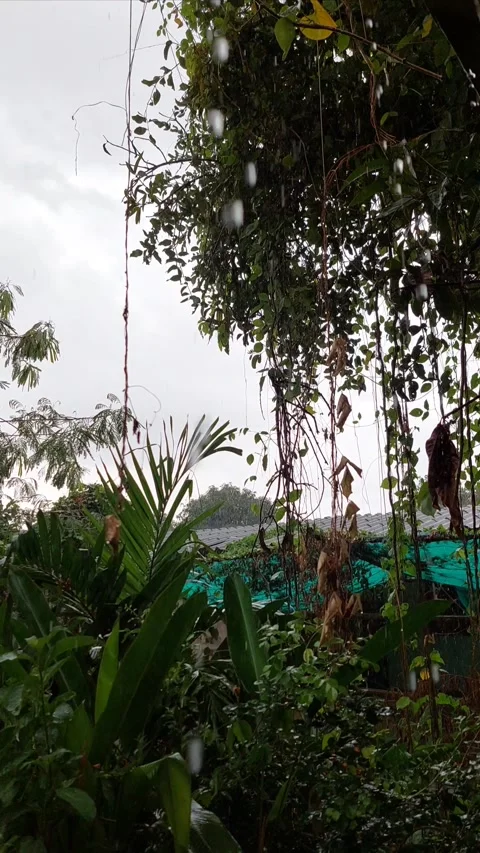 Looking through the rain Stock Footage 292459642