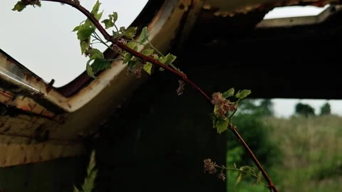 Looking Up Through Roof Window of Abandoned Trailer at Heavy Rain Stock Footage 339590100