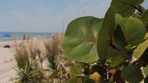 Looking through Seagrapes on Redinton Beach, Florida Stock Footage 108415981