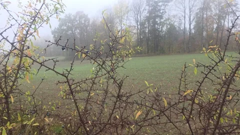 Looking Through Sharp Thorny Bushes Over A Dark Misty Green Field Stock Footage 348057907