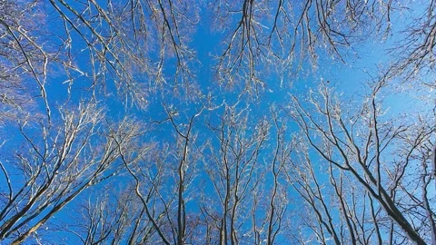 Looking up through snow-dusted tree branches towards a vibrant blue sky.  動画素材 321842457
