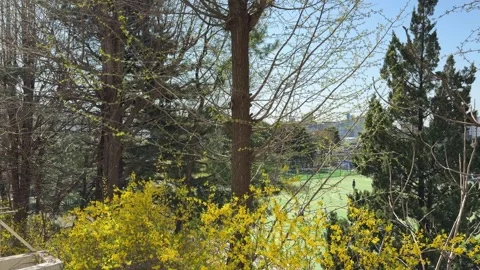 Looking Through Spring Forsythia Flowers at Urban Sports Turf Field Stock Footage 337473299
