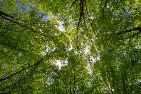 Looking up through the spring green forest with the sun shinning in the blue Stock Photos