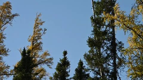 Looking up through spruce and autumn colored larch trees blowing in a strong Stock Footage 318989680