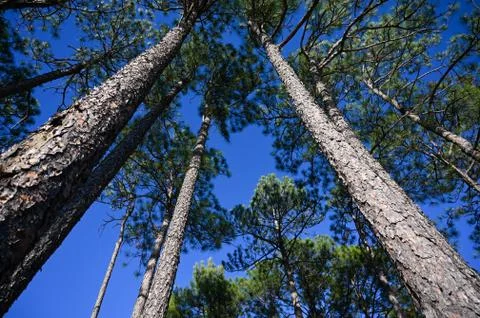 Looking up through a stand of Long leaf pine trees Stock Photos