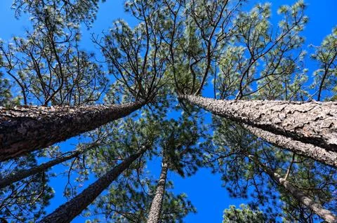 Looking up through a stand of Long leaf pine trees Stock Photos