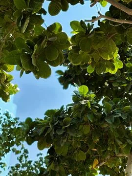 Looking Up Through Sunlit Tree Canopy to Blue Sky Foto stock