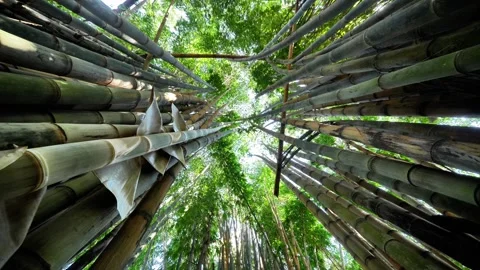Looking Up Through Tall Bamboo Stalks in a Forest Grove Stock Footage 342814876